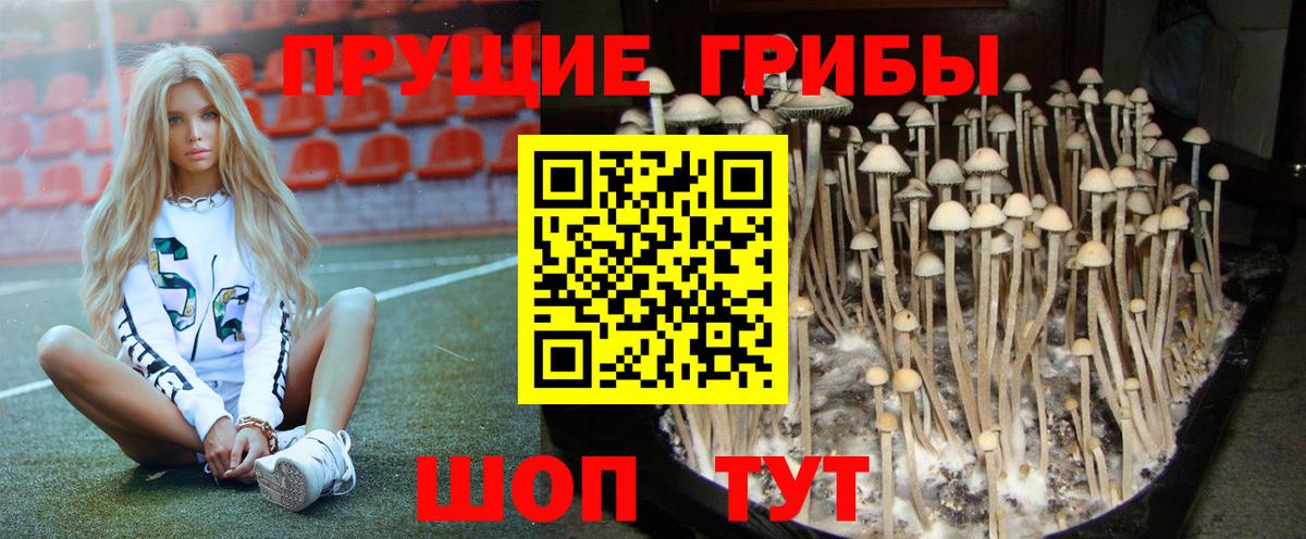 Майкоп  Псилоцибиновые грибы Psilocybe  Вход с VPN 